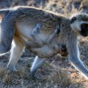 TZA MAR SerengetiNP 2016DEC23 Seronera 015 : 2016, 2016 - African Adventures, Africa, Date, December, Eastern, Mara, Month, Places, Serengeti National Park, Seronera, Tanzania, Trips, Year