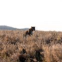 TZA MAR SerengetiNP 2016DEC23 Seronera 016 : 2016, 2016 - African Adventures, Africa, Date, December, Eastern, Mara, Month, Places, Serengeti National Park, Seronera, Tanzania, Trips, Year