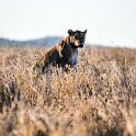 TZA MAR SerengetiNP 2016DEC23 Seronera 017 : 2016, 2016 - African Adventures, Africa, Date, December, Eastern, Mara, Month, Places, Serengeti National Park, Seronera, Tanzania, Trips, Year