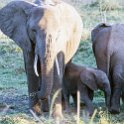 TZA MAR SerengetiNP 2016DEC23 Seronera 023 : 2016, 2016 - African Adventures, Africa, Date, December, Eastern, Mara, Month, Places, Serengeti National Park, Seronera, Tanzania, Trips, Year