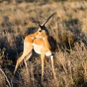 TZA MAR SerengetiNP 2016DEC23 Seronera 025 : 2016, 2016 - African Adventures, Africa, Date, December, Eastern, Mara, Month, Places, Serengeti National Park, Seronera, Tanzania, Trips, Year