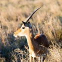TZA MAR SerengetiNP 2016DEC23 Seronera 026 : 2016, 2016 - African Adventures, Africa, Date, December, Eastern, Mara, Month, Places, Serengeti National Park, Seronera, Tanzania, Trips, Year
