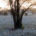 TZA MAR SerengetiNP 2016DEC23 Seronera 029 : 2016, 2016 - African Adventures, Africa, Date, December, Eastern, Mara, Month, Places, Serengeti National Park, Seronera, Tanzania, Trips, Year