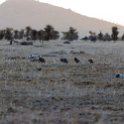 TZA MAR SerengetiNP 2016DEC23 Seronera 030 : 2016, 2016 - African Adventures, Africa, Date, December, Eastern, Mara, Month, Places, Serengeti National Park, Seronera, Tanzania, Trips, Year