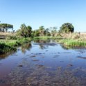 TZA MAR SerengetiNP 2016DEC24 LemalaEwanjan 001 : 2016, 2016 - African Adventures, Africa, Date, December, Eastern, Lemala Ewanjan Camp, Mara, Month, Places, Serengeti National Park, Tanzania, Trips, Year