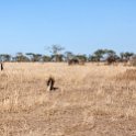 TZA MAR SerengetiNP 2016DEC24 LemalaEwanjan 006 : 2016, 2016 - African Adventures, Africa, Date, December, Eastern, Lemala Ewanjan Camp, Mara, Month, Places, Serengeti National Park, Tanzania, Trips, Year