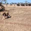 TZA MAR SerengetiNP 2016DEC24 LemalaEwanjan 007 : 2016, 2016 - African Adventures, Africa, Date, December, Eastern, Lemala Ewanjan Camp, Mara, Month, Places, Serengeti National Park, Tanzania, Trips, Year