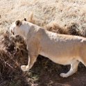 TZA MAR SerengetiNP 2016DEC24 LemalaEwanjan 008 : 2016, 2016 - African Adventures, Africa, Date, December, Eastern, Lemala Ewanjan Camp, Mara, Month, Places, Serengeti National Park, Tanzania, Trips, Year