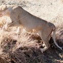 TZA MAR SerengetiNP 2016DEC24 LemalaEwanjan 010 : 2016, 2016 - African Adventures, Africa, Date, December, Eastern, Lemala Ewanjan Camp, Mara, Month, Places, Serengeti National Park, Tanzania, Trips, Year