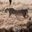 TZA MAR SerengetiNP 2016DEC24 LemalaEwanjan 011 : 2016, 2016 - African Adventures, Africa, Date, December, Eastern, Lemala Ewanjan Camp, Mara, Month, Places, Serengeti National Park, Tanzania, Trips, Year