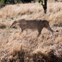TZA MAR SerengetiNP 2016DEC24 LemalaEwanjan 012 : 2016, 2016 - African Adventures, Africa, Date, December, Eastern, Lemala Ewanjan Camp, Mara, Month, Places, Serengeti National Park, Tanzania, Trips, Year