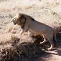 TZA MAR SerengetiNP 2016DEC24 LemalaEwanjan 013 : 2016, 2016 - African Adventures, Africa, Date, December, Eastern, Lemala Ewanjan Camp, Mara, Month, Places, Serengeti National Park, Tanzania, Trips, Year