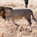 TZA MAR SerengetiNP 2016DEC24 LemalaEwanjan 014 : 2016, 2016 - African Adventures, Africa, Date, December, Eastern, Lemala Ewanjan Camp, Mara, Month, Places, Serengeti National Park, Tanzania, Trips, Year
