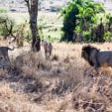 TZA MAR SerengetiNP 2016DEC24 LemalaEwanjan 015 : 2016, 2016 - African Adventures, Africa, Date, December, Eastern, Lemala Ewanjan Camp, Mara, Month, Places, Serengeti National Park, Tanzania, Trips, Year