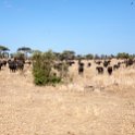 TZA MAR SerengetiNP 2016DEC24 LemalaEwanjan 021 : 2016, 2016 - African Adventures, Africa, Date, December, Eastern, Lemala Ewanjan Camp, Mara, Month, Places, Serengeti National Park, Tanzania, Trips, Year
