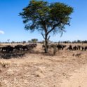 TZA MAR SerengetiNP 2016DEC24 LemalaEwanjan 022 : 2016, 2016 - African Adventures, Africa, Date, December, Eastern, Lemala Ewanjan Camp, Mara, Month, Places, Serengeti National Park, Tanzania, Trips, Year