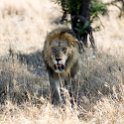 TZA MAR SerengetiNP 2016DEC24 LemalaEwanjan 028 : 2016, 2016 - African Adventures, Africa, Date, December, Eastern, Lemala Ewanjan Camp, Mara, Month, Places, Serengeti National Park, Tanzania, Trips, Year