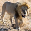 TZA MAR SerengetiNP 2016DEC24 LemalaEwanjan 030 : 2016, 2016 - African Adventures, Africa, Date, December, Eastern, Lemala Ewanjan Camp, Mara, Month, Places, Serengeti National Park, Tanzania, Trips, Year