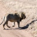TZA MAR SerengetiNP 2016DEC24 LemalaEwanjan 032 : 2016, 2016 - African Adventures, Africa, Date, December, Eastern, Lemala Ewanjan Camp, Mara, Month, Places, Serengeti National Park, Tanzania, Trips, Year
