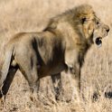 TZA MAR SerengetiNP 2016DEC24 LemalaEwanjan 033 : 2016, 2016 - African Adventures, Africa, Date, December, Eastern, Lemala Ewanjan Camp, Mara, Month, Places, Serengeti National Park, Tanzania, Trips, Year