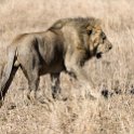 TZA MAR SerengetiNP 2016DEC24 LemalaEwanjan 034 : 2016, 2016 - African Adventures, Africa, Date, December, Eastern, Lemala Ewanjan Camp, Mara, Month, Places, Serengeti National Park, Tanzania, Trips, Year