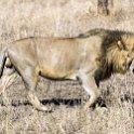 TZA MAR SerengetiNP 2016DEC24 LemalaEwanjan 035 : 2016, 2016 - African Adventures, Africa, Date, December, Eastern, Lemala Ewanjan Camp, Mara, Month, Places, Serengeti National Park, Tanzania, Trips, Year
