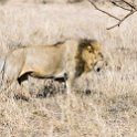 TZA MAR SerengetiNP 2016DEC24 LemalaEwanjan 036 : 2016, 2016 - African Adventures, Africa, Date, December, Eastern, Lemala Ewanjan Camp, Mara, Month, Places, Serengeti National Park, Tanzania, Trips, Year