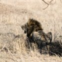 TZA MAR SerengetiNP 2016DEC24 LemalaEwanjan 039 : 2016, 2016 - African Adventures, Africa, Date, December, Eastern, Lemala Ewanjan Camp, Mara, Month, Places, Serengeti National Park, Tanzania, Trips, Year