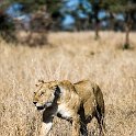 TZA MAR SerengetiNP 2016DEC24 LemalaEwanjan 043 : 2016, 2016 - African Adventures, Africa, Date, December, Eastern, Lemala Ewanjan Camp, Mara, Month, Places, Serengeti National Park, Tanzania, Trips, Year
