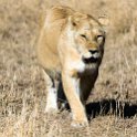 TZA MAR SerengetiNP 2016DEC24 LemalaEwanjan 044 : 2016, 2016 - African Adventures, Africa, Date, December, Eastern, Lemala Ewanjan Camp, Mara, Month, Places, Serengeti National Park, Tanzania, Trips, Year