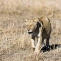 TZA MAR SerengetiNP 2016DEC24 LemalaEwanjan 045 : 2016, 2016 - African Adventures, Africa, Date, December, Eastern, Lemala Ewanjan Camp, Mara, Month, Places, Serengeti National Park, Tanzania, Trips, Year