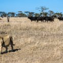 TZA MAR SerengetiNP 2016DEC24 LemalaEwanjan 046 : 2016, 2016 - African Adventures, Africa, Date, December, Eastern, Lemala Ewanjan Camp, Mara, Month, Places, Serengeti National Park, Tanzania, Trips, Year