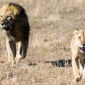 TZA MAR SerengetiNP 2016DEC24 LemalaEwanjan 048 : 2016, 2016 - African Adventures, Africa, Date, December, Eastern, Lemala Ewanjan Camp, Mara, Month, Places, Serengeti National Park, Tanzania, Trips, Year