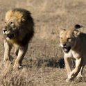 TZA MAR SerengetiNP 2016DEC24 LemalaEwanjan 049 : 2016, 2016 - African Adventures, Africa, Date, December, Eastern, Lemala Ewanjan Camp, Mara, Month, Places, Serengeti National Park, Tanzania, Trips, Year