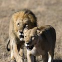 TZA MAR SerengetiNP 2016DEC24 LemalaEwanjan 050 : 2016, 2016 - African Adventures, Africa, Date, December, Eastern, Lemala Ewanjan Camp, Mara, Month, Places, Serengeti National Park, Tanzania, Trips, Year