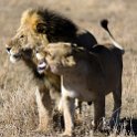 TZA MAR SerengetiNP 2016DEC24 LemalaEwanjan 051 : 2016, 2016 - African Adventures, Africa, Date, December, Eastern, Lemala Ewanjan Camp, Mara, Month, Places, Serengeti National Park, Tanzania, Trips, Year