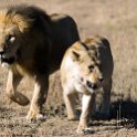 TZA MAR SerengetiNP 2016DEC24 LemalaEwanjan 052 : 2016, 2016 - African Adventures, Africa, Date, December, Eastern, Lemala Ewanjan Camp, Mara, Month, Places, Serengeti National Park, Tanzania, Trips, Year