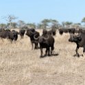 TZA MAR SerengetiNP 2016DEC24 LemalaEwanjan 055 : 2016, 2016 - African Adventures, Africa, Date, December, Eastern, Lemala Ewanjan Camp, Mara, Month, Places, Serengeti National Park, Tanzania, Trips, Year