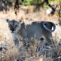 TZA MAR SerengetiNP 2016DEC24 LemalaEwanjan 056 : 2016, 2016 - African Adventures, Africa, Date, December, Eastern, Lemala Ewanjan Camp, Mara, Month, Places, Serengeti National Park, Tanzania, Trips, Year