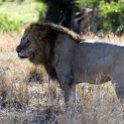 TZA MAR SerengetiNP 2016DEC24 LemalaEwanjan 057 : 2016, 2016 - African Adventures, Africa, Date, December, Eastern, Lemala Ewanjan Camp, Mara, Month, Places, Serengeti National Park, Tanzania, Trips, Year