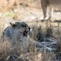 TZA MAR SerengetiNP 2016DEC24 LemalaEwanjan 058 : 2016, 2016 - African Adventures, Africa, Date, December, Eastern, Lemala Ewanjan Camp, Mara, Month, Places, Serengeti National Park, Tanzania, Trips, Year