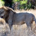 TZA MAR SerengetiNP 2016DEC24 LemalaEwanjan 059 : 2016, 2016 - African Adventures, Africa, Date, December, Eastern, Lemala Ewanjan Camp, Mara, Month, Places, Serengeti National Park, Tanzania, Trips, Year