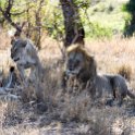 TZA MAR SerengetiNP 2016DEC24 LemalaEwanjan 060 : 2016, 2016 - African Adventures, Africa, Date, December, Eastern, Lemala Ewanjan Camp, Mara, Month, Places, Serengeti National Park, Tanzania, Trips, Year
