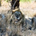 TZA MAR SerengetiNP 2016DEC24 LemalaEwanjan 061 : 2016, 2016 - African Adventures, Africa, Date, December, Eastern, Lemala Ewanjan Camp, Mara, Month, Places, Serengeti National Park, Tanzania, Trips, Year