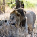 TZA MAR SerengetiNP 2016DEC24 LemalaEwanjan 063 : 2016, 2016 - African Adventures, Africa, Date, December, Eastern, Lemala Ewanjan Camp, Mara, Month, Places, Serengeti National Park, Tanzania, Trips, Year