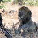 TZA MAR SerengetiNP 2016DEC24 LemalaEwanjan 064 : 2016, 2016 - African Adventures, Africa, Date, December, Eastern, Lemala Ewanjan Camp, Mara, Month, Places, Serengeti National Park, Tanzania, Trips, Year