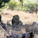 TZA MAR SerengetiNP 2016DEC24 LemalaEwanjan 066 : 2016, 2016 - African Adventures, Africa, Date, December, Eastern, Lemala Ewanjan Camp, Mara, Month, Places, Serengeti National Park, Tanzania, Trips, Year