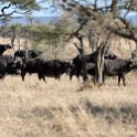 TZA MAR SerengetiNP 2016DEC24 LemalaEwanjan 067 : 2016, 2016 - African Adventures, Africa, Date, December, Eastern, Lemala Ewanjan Camp, Mara, Month, Places, Serengeti National Park, Tanzania, Trips, Year