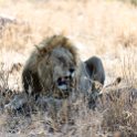 TZA MAR SerengetiNP 2016DEC24 LemalaEwanjan 068 : 2016, 2016 - African Adventures, Africa, Date, December, Eastern, Lemala Ewanjan Camp, Mara, Month, Places, Serengeti National Park, Tanzania, Trips, Year