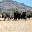 TZA MAR SerengetiNP 2016DEC24 LemalaEwanjan 070 : 2016, 2016 - African Adventures, Africa, Date, December, Eastern, Lemala Ewanjan Camp, Mara, Month, Places, Serengeti National Park, Tanzania, Trips, Year
